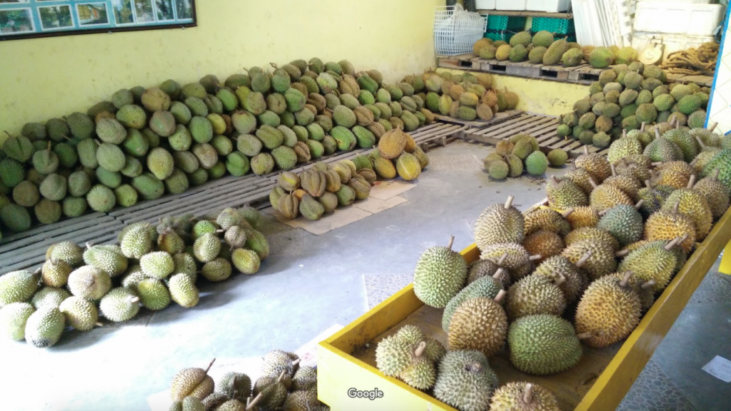 raja durian Seyegan Yogyakarta
