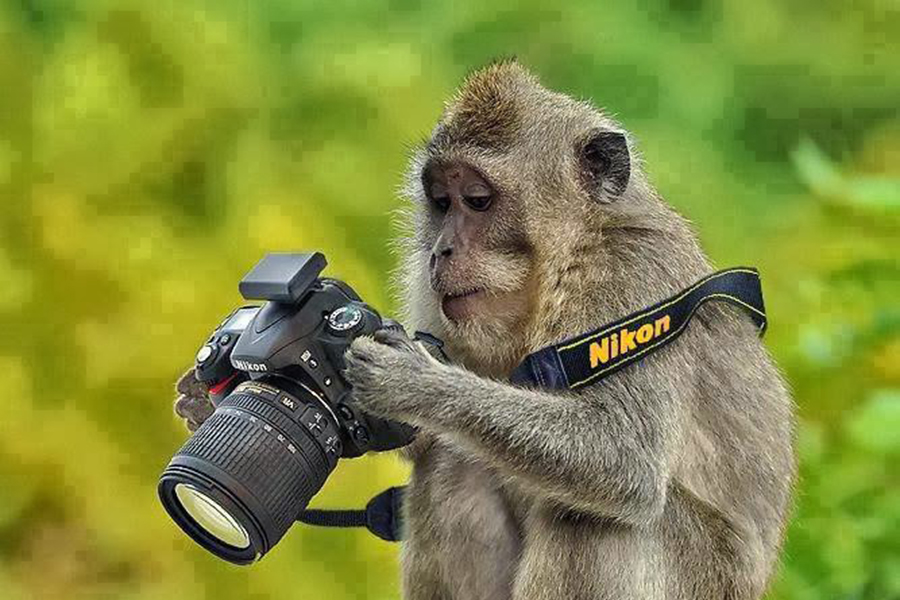 monkey monyet kamera nikon kera holding camera