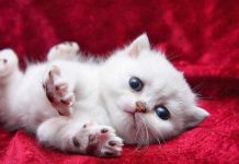 cat pet kitty white gift valentine